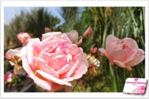 Rosa cor de rosa_amai