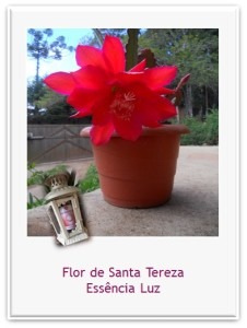 flor de santa tereza